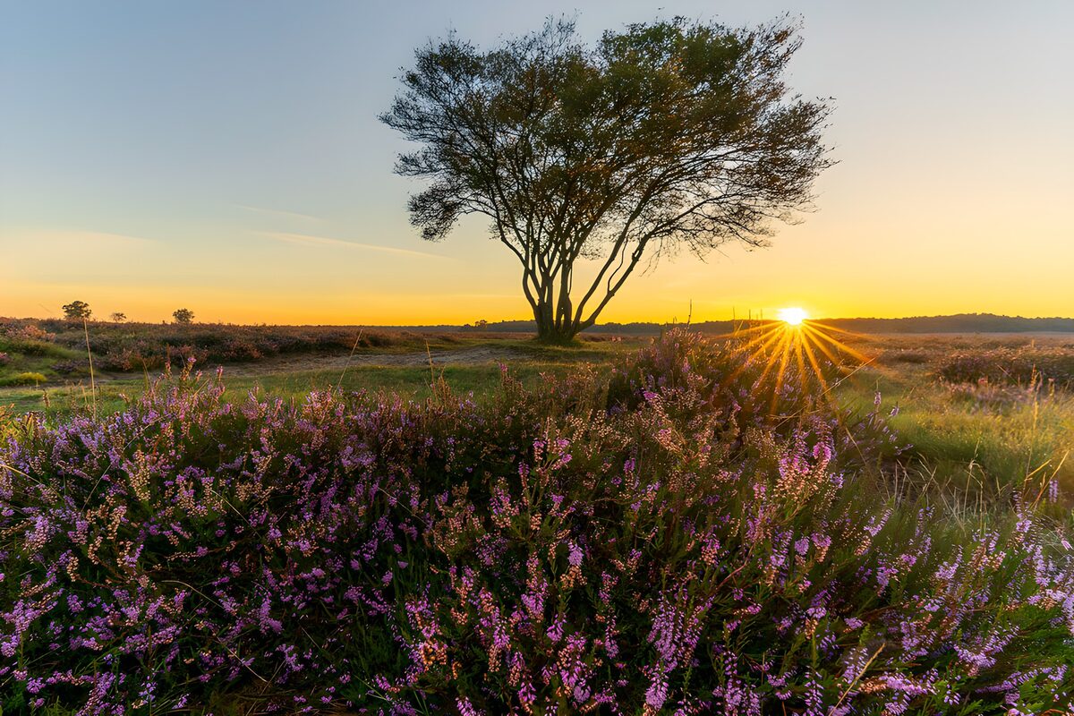 Serene Sunset Over Heather Fields