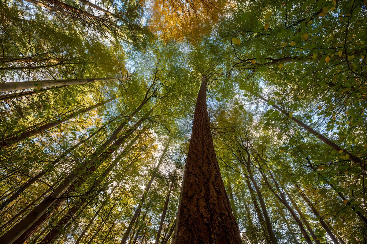 Towering Canopy: A Forest Perspective