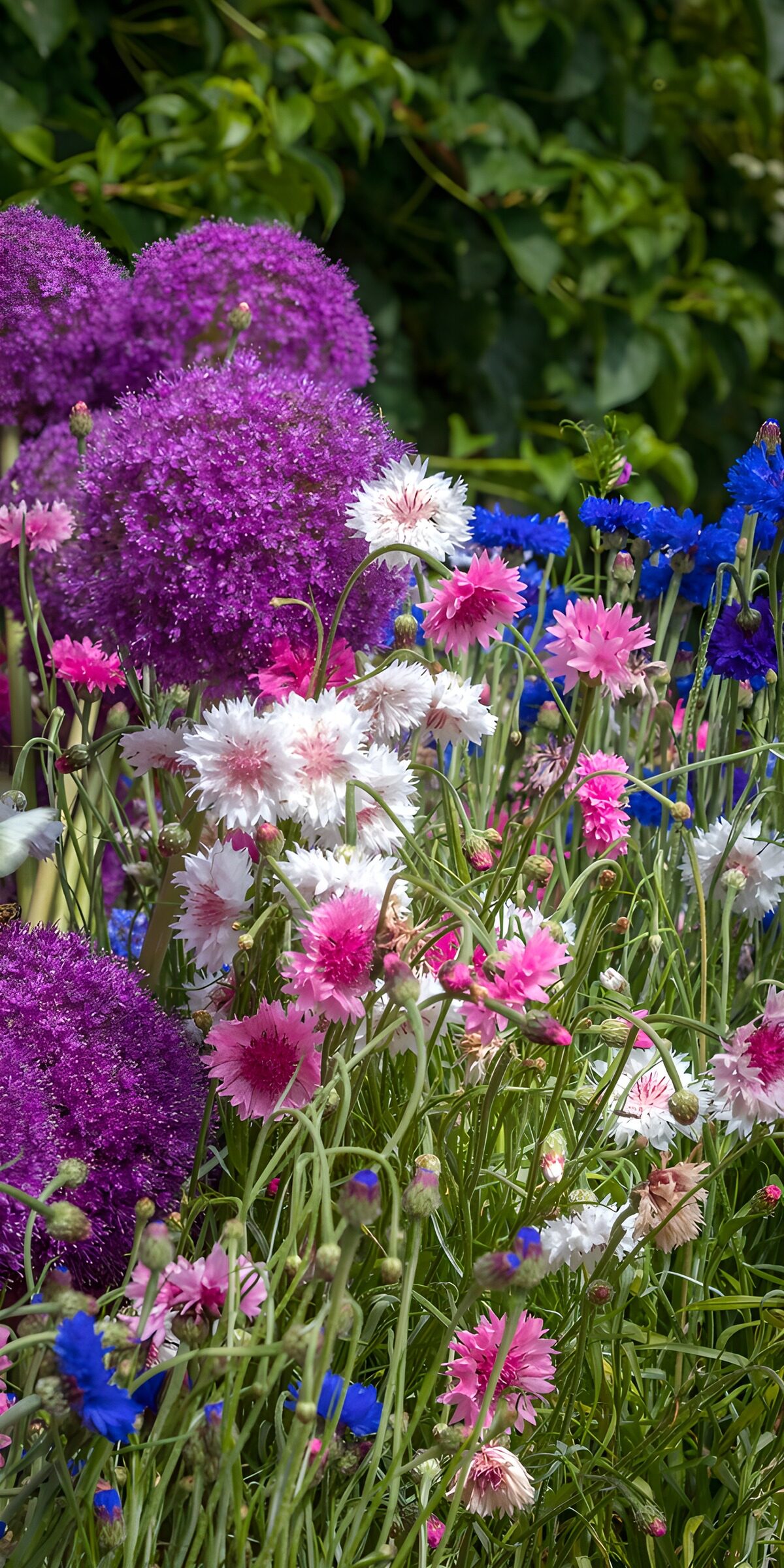 OCCOM8882429: Vibrant Spring Blooms in Full Color