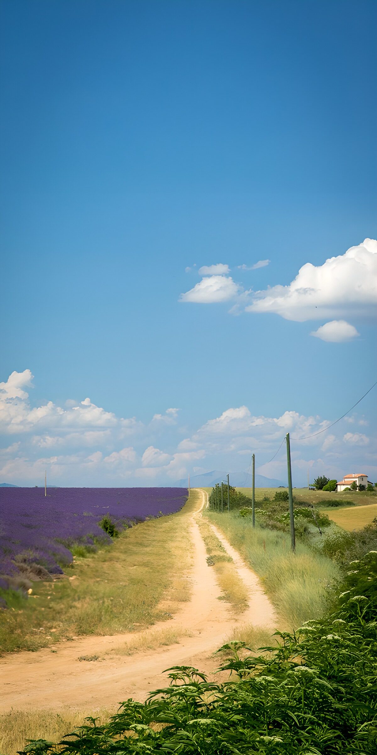 OCCOM2883913: Lavender Fields and Blue Skies