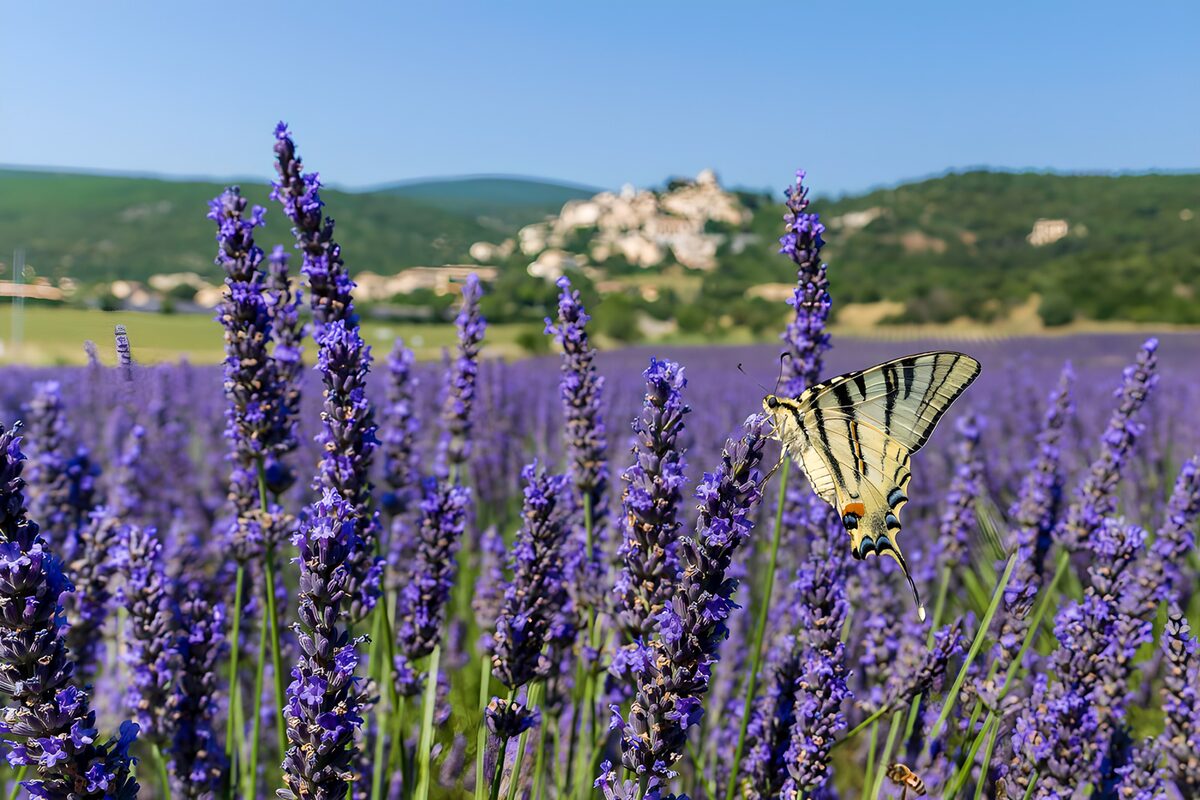 Butterfly in Lavender Fields