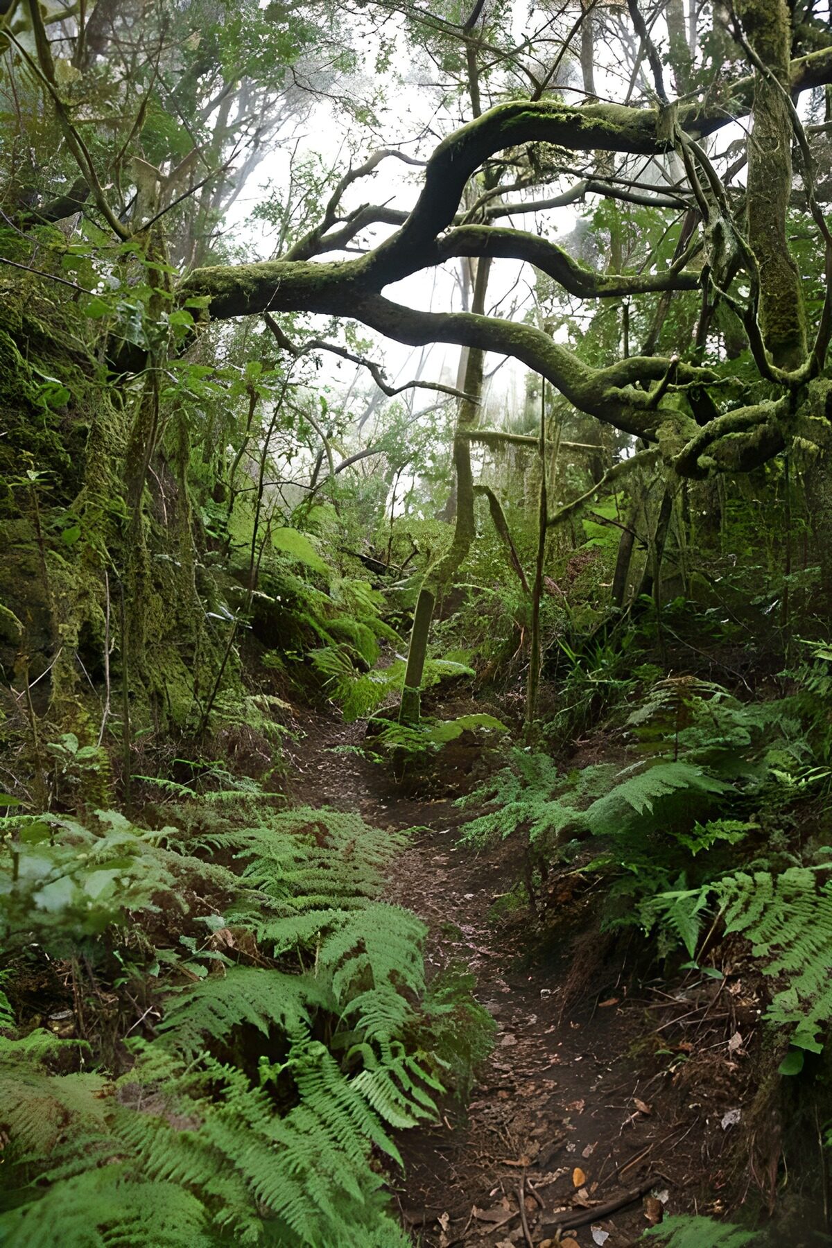 Enchanted Forest Pathway