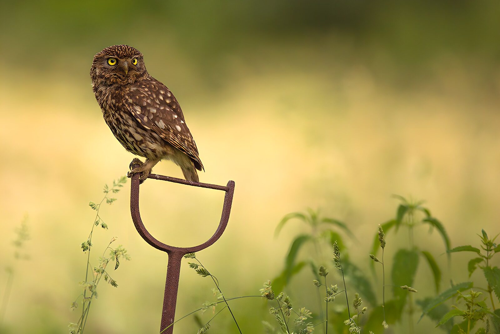 OCCOM5061044: Watchful Owl on a Garden Tool