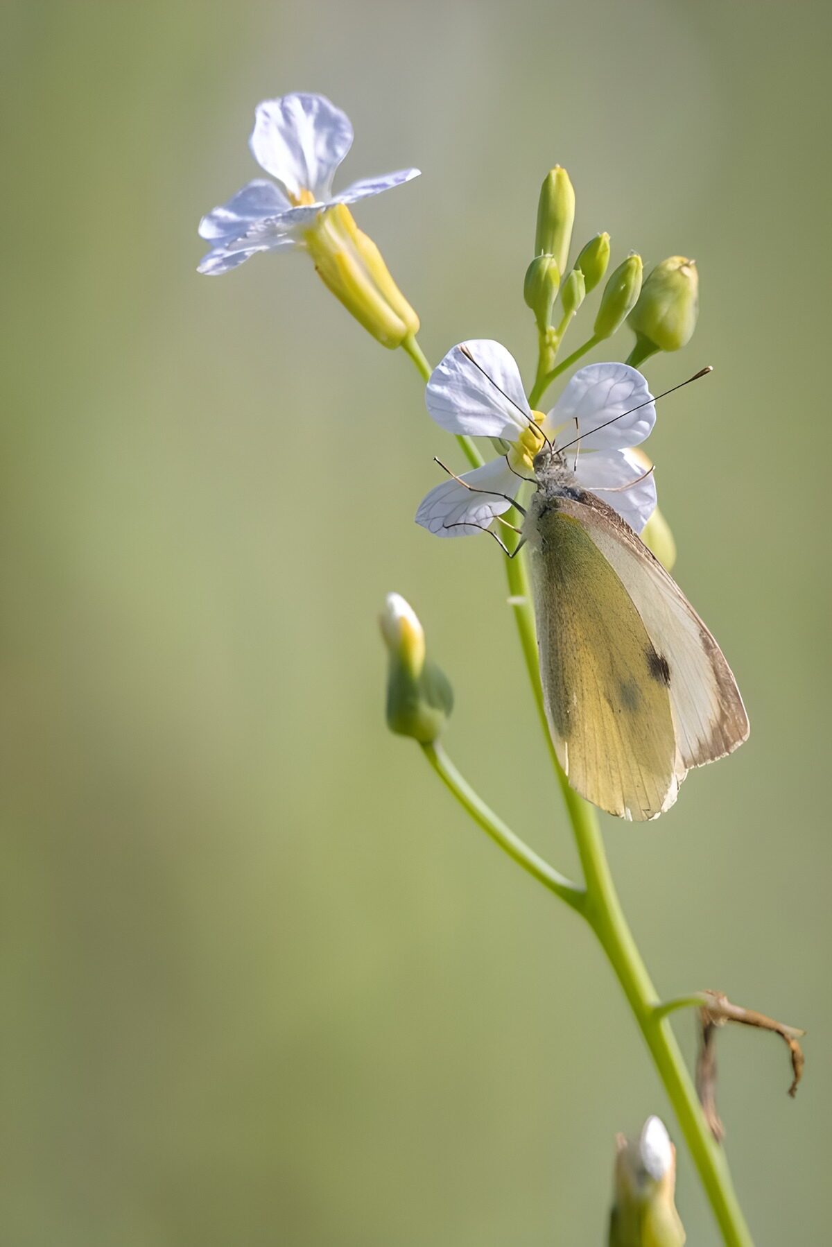 OCCOM2551561: Delicate Butterfly on Flower