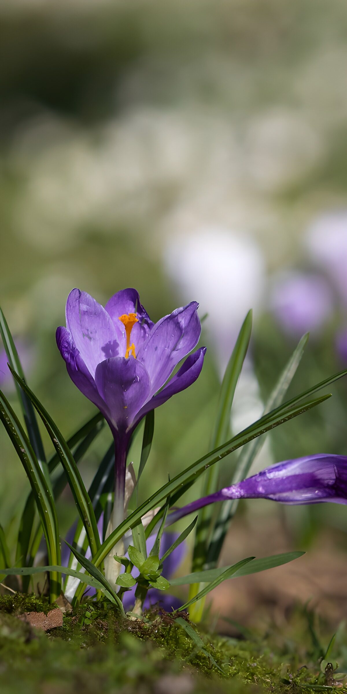 OCCOM2201952: Blooming Purple Crocus in Spring