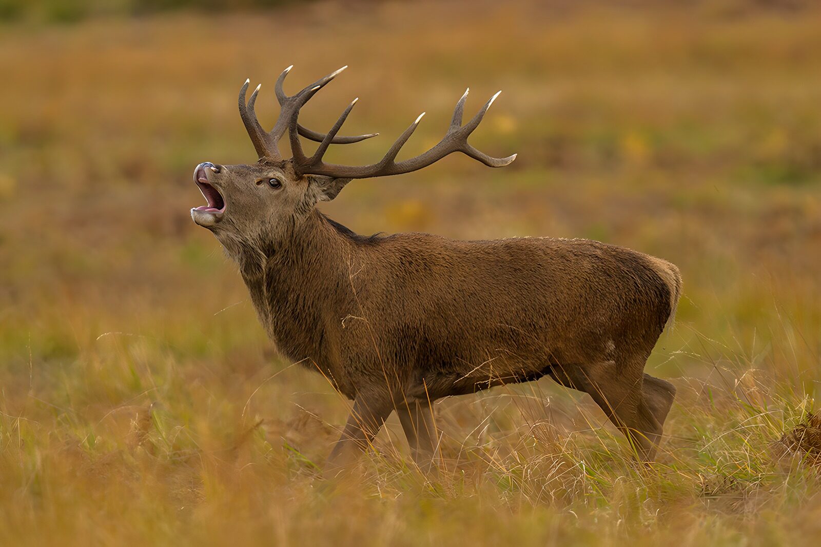 OCCOM2893979: Majestic Stag in the Meadow