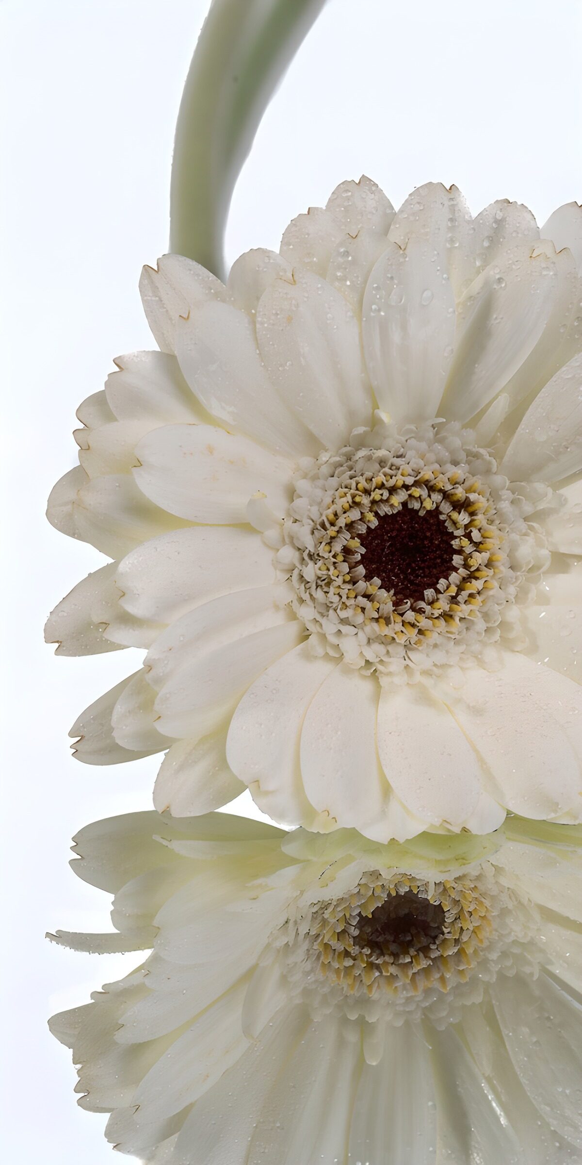 OCCOM2899844: Elegant White Gerbera Reflection