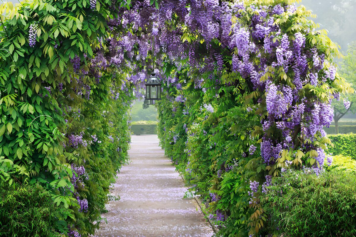 OCCOM5266919: Enchanted Wisteria Walkway