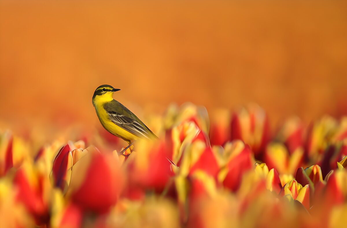 OCCOM5452340: Yellow Bird Amidst Vibrant Tulips