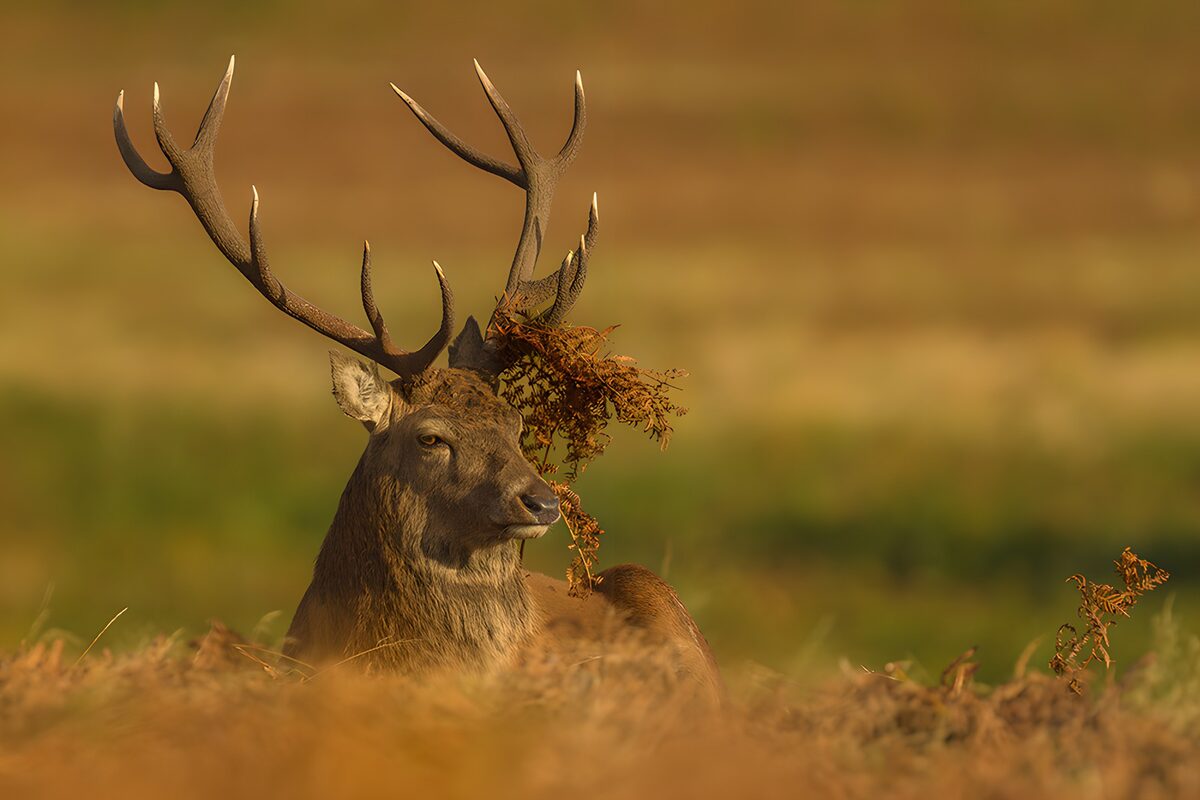 Majestic Stag in Autumn Fields