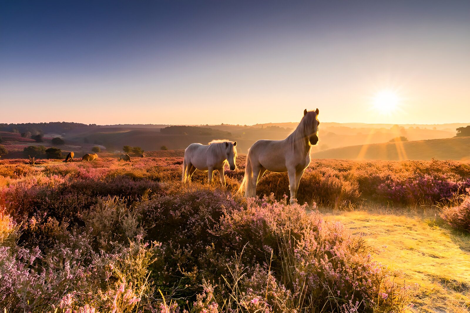 OCCOM4779977: Majestic Horses at Sunrise