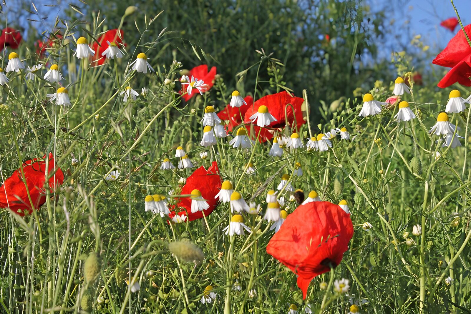 OCCOM7508573: Vibrant Meadow of Poppies and Daisies