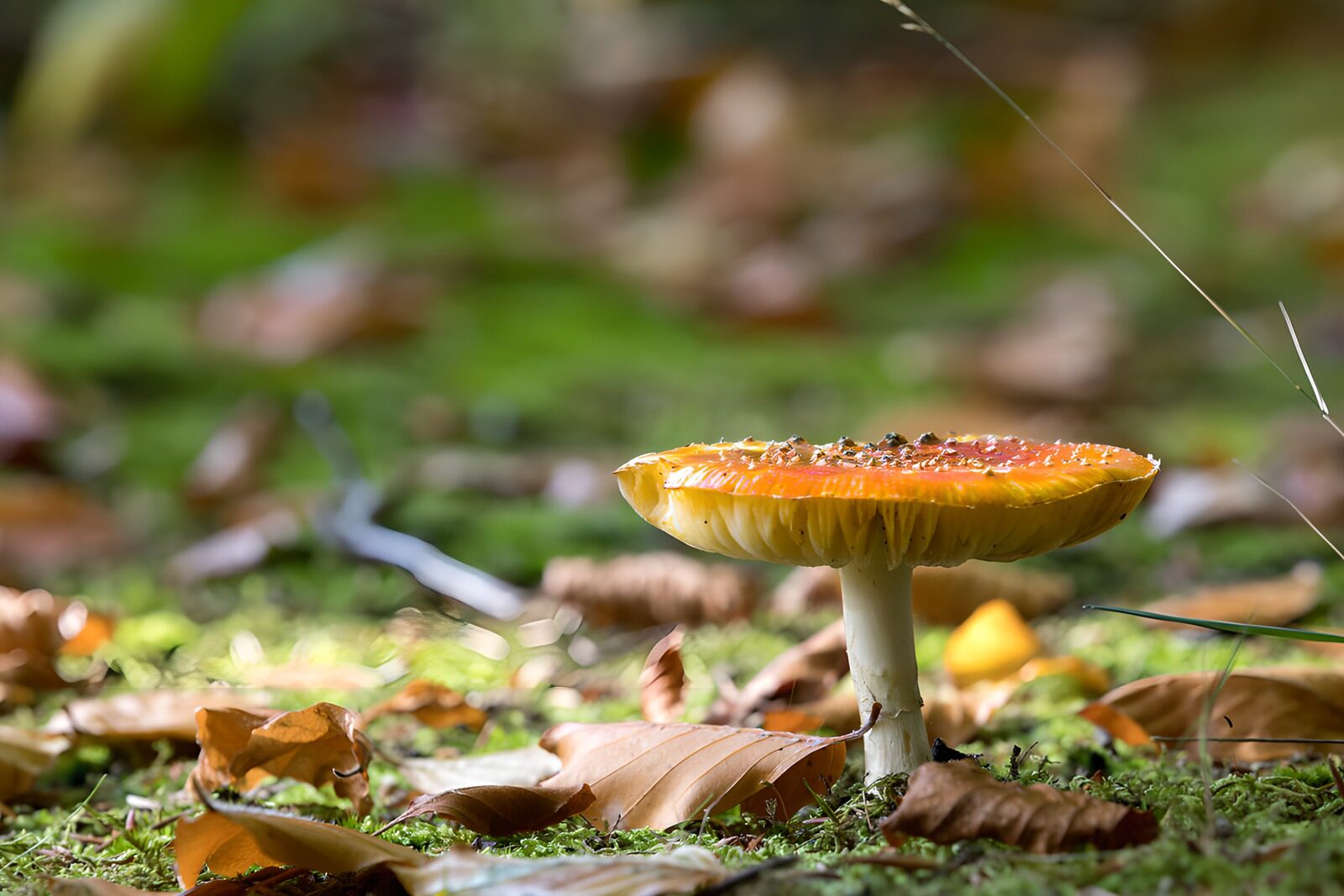 OCCOM3641311: Vibrant Mushroom in Nature
