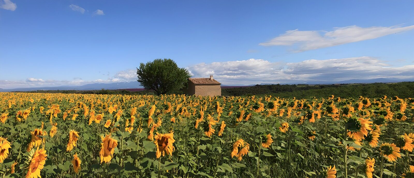 OCCOM4006564: Sunflower Fields Under Blue Skies