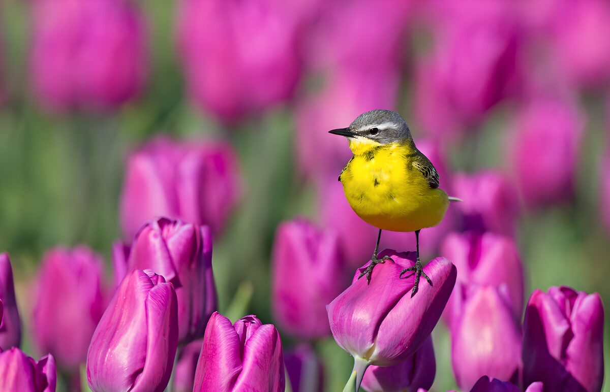 Bird Among Vibrant Tulips
