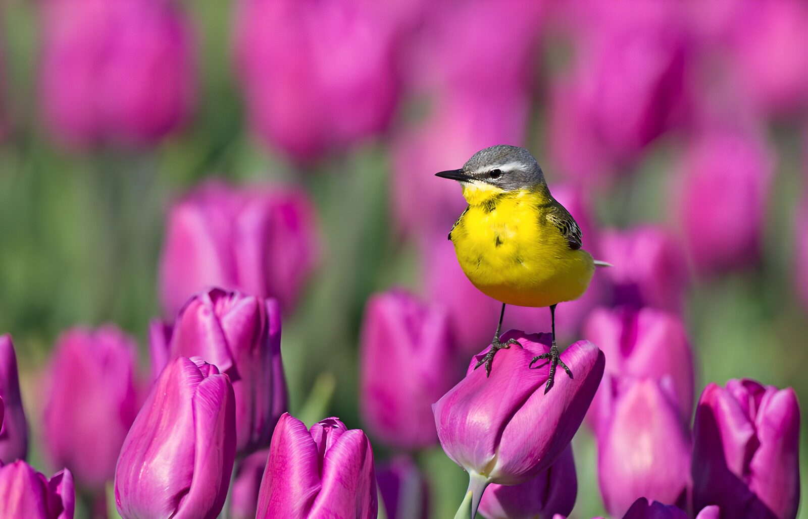 OCCOM8466196: Bird Among Vibrant Tulips