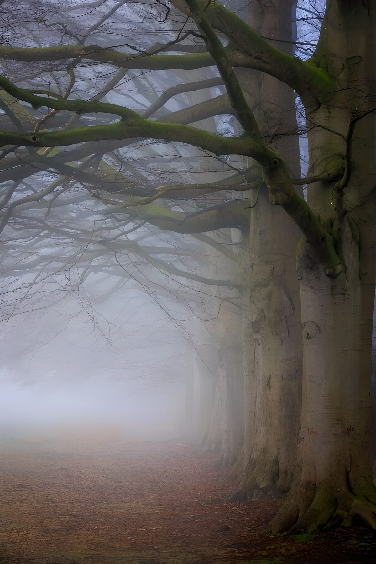 Misty Forest Pathway