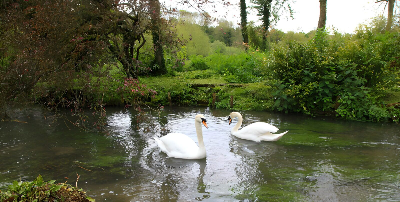 OCCOM4097825: Elegant Swans in Serene Waters