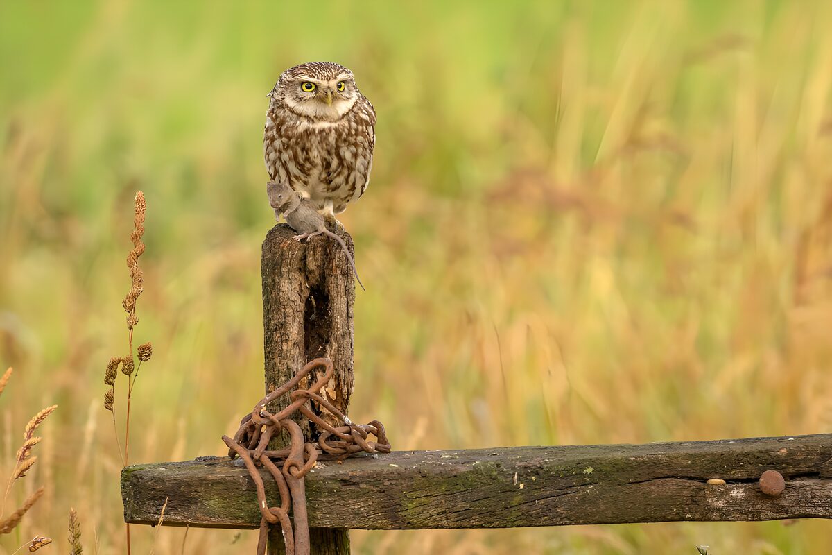 Owl on a Post with Catch