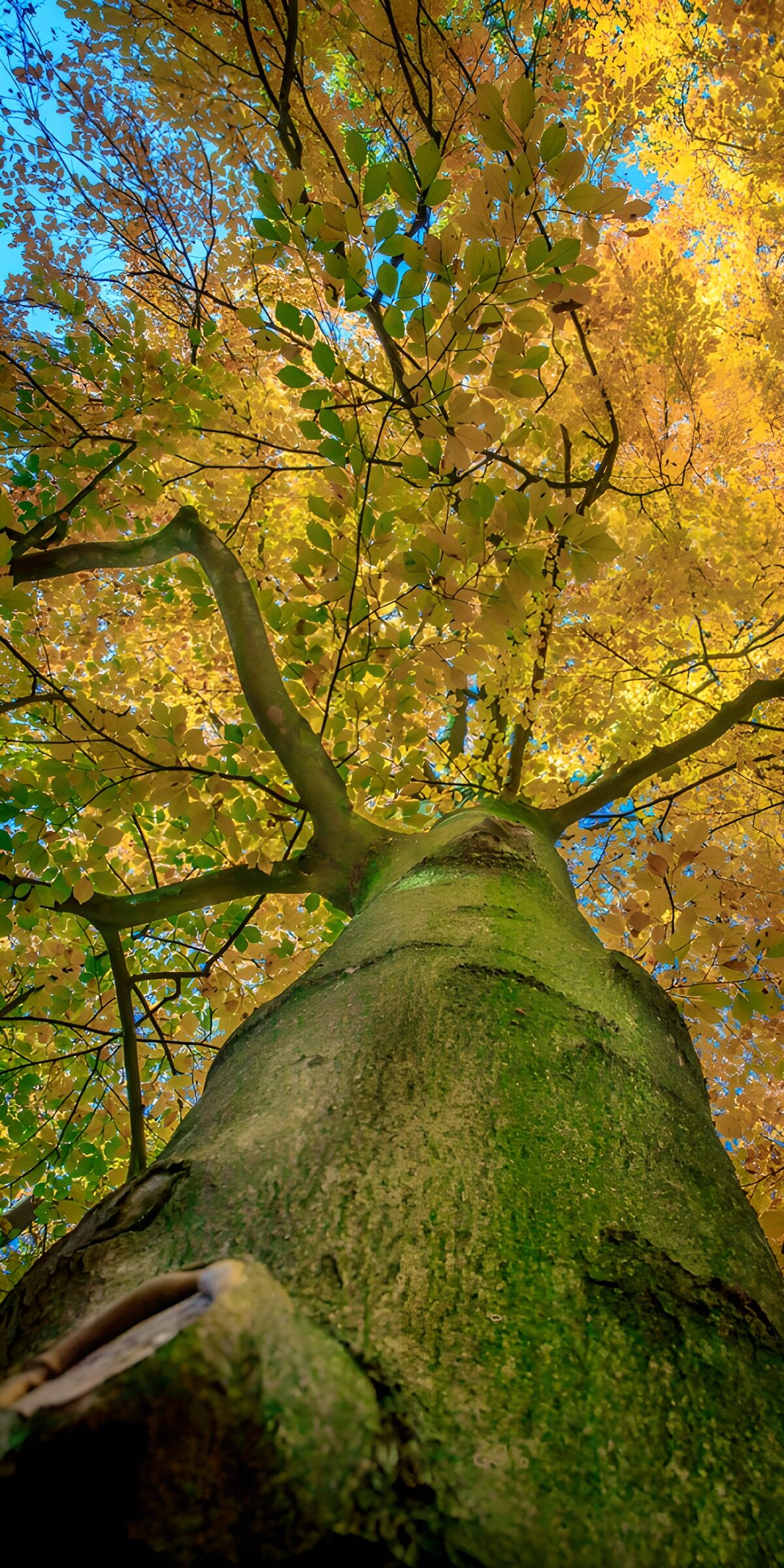 OCCOM7265397: Majestic Fall Canopy