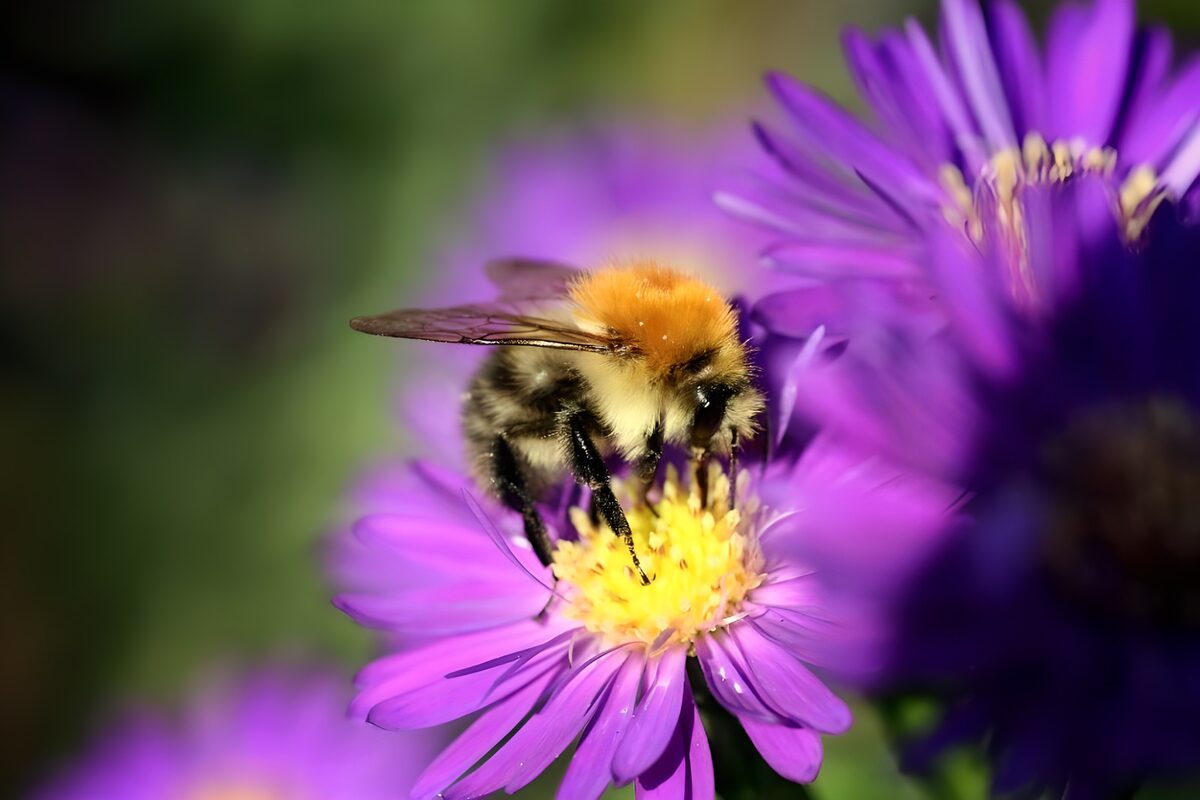 Bumblebee on Purple Flower