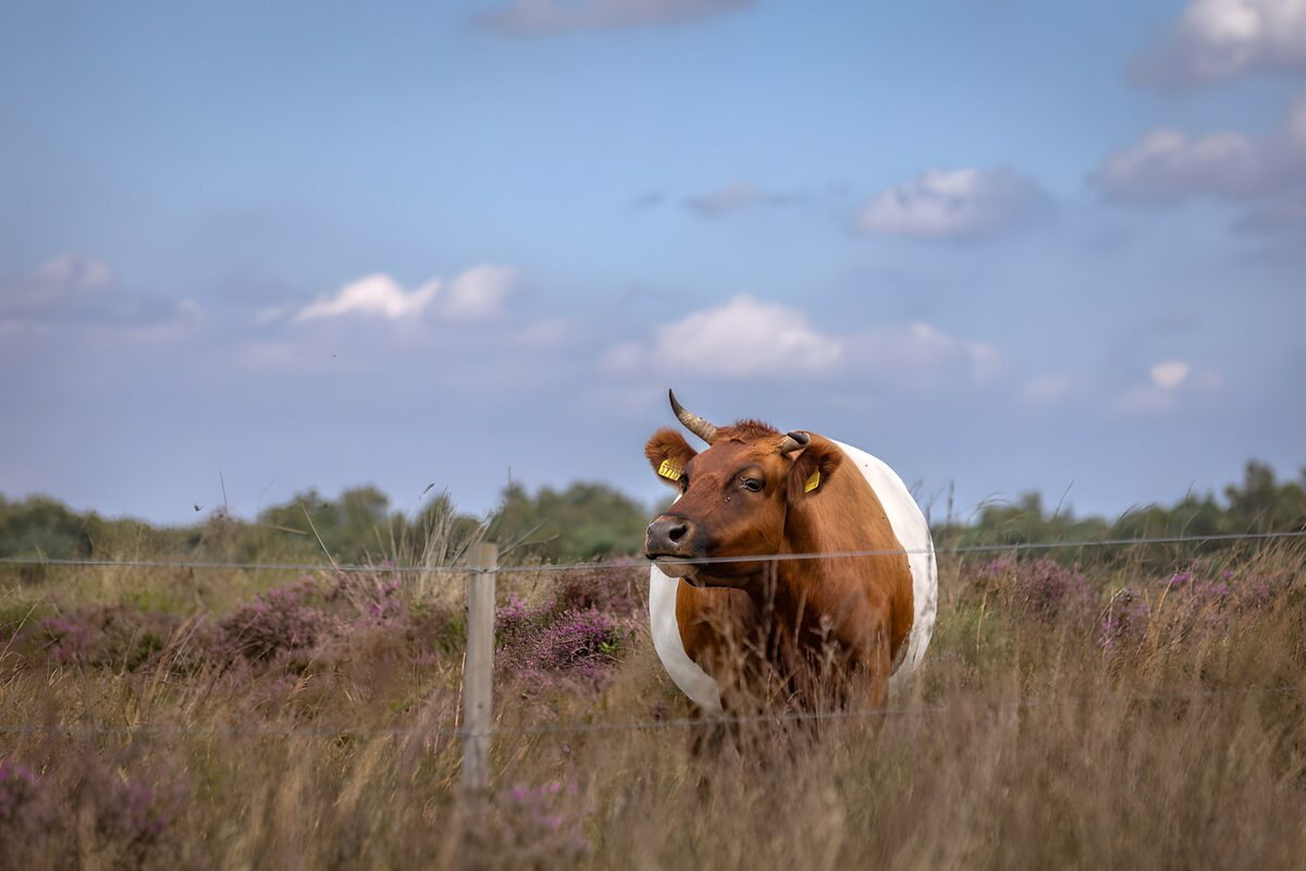 Majestic Cow in Scenic Field