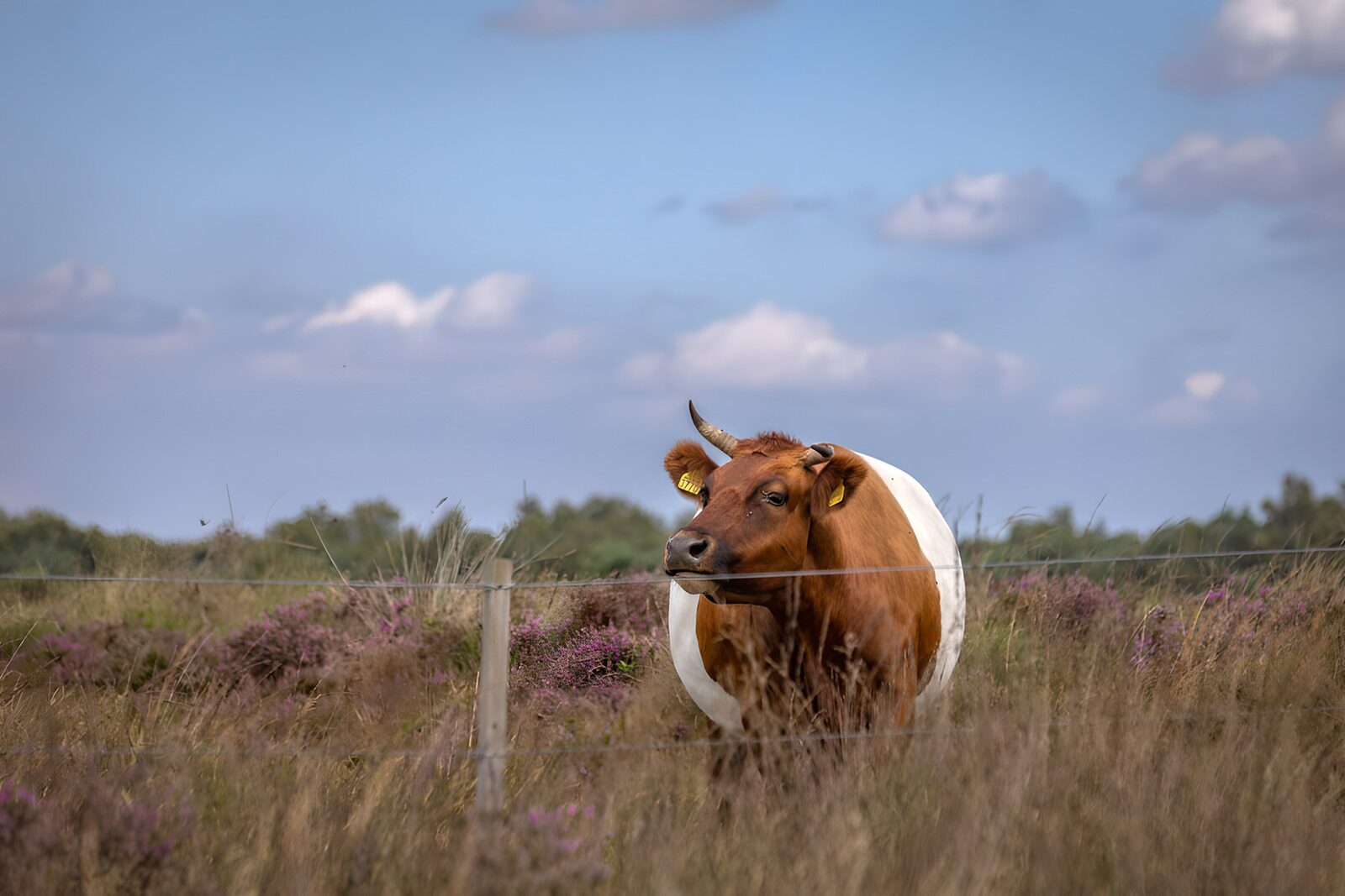 OCCOM5253198: Majestic Cow in Scenic Field