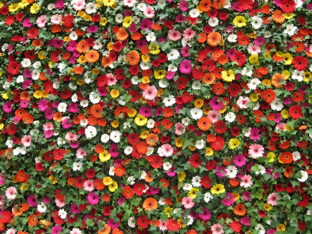 Vibrant Floral Wall of Colors
