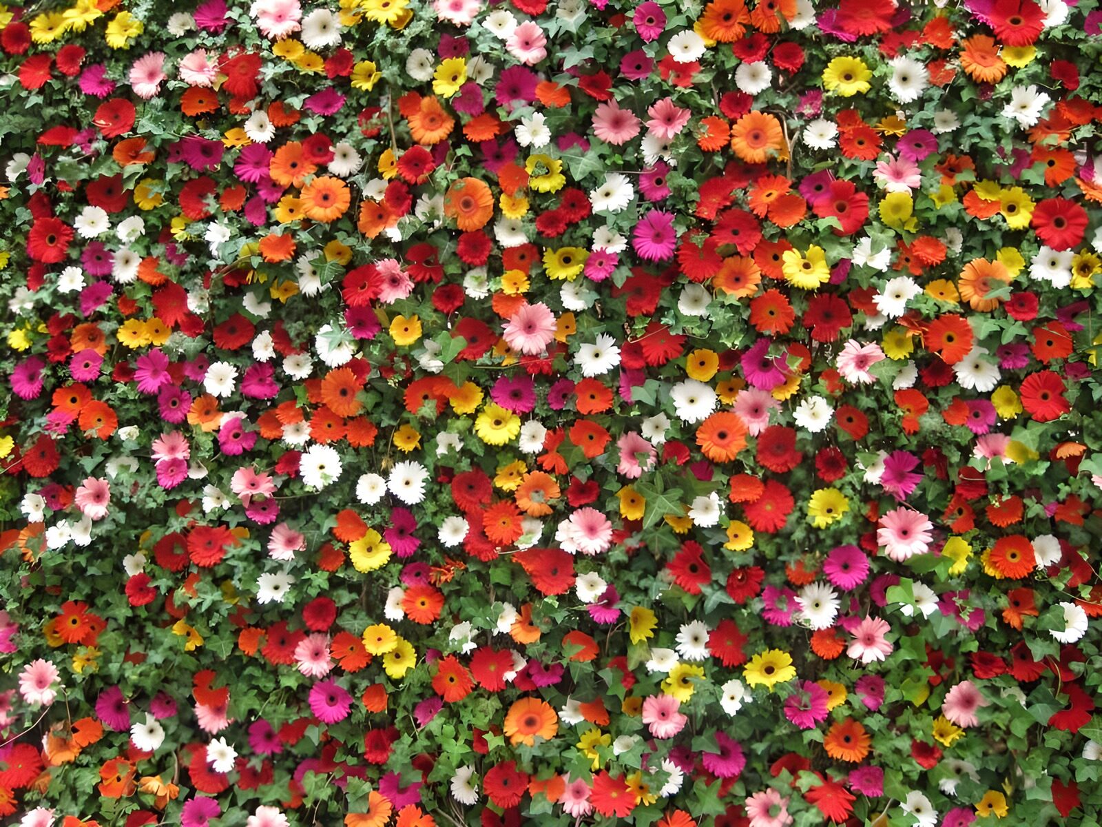 OCCOM3098270: Vibrant Floral Wall of Colors