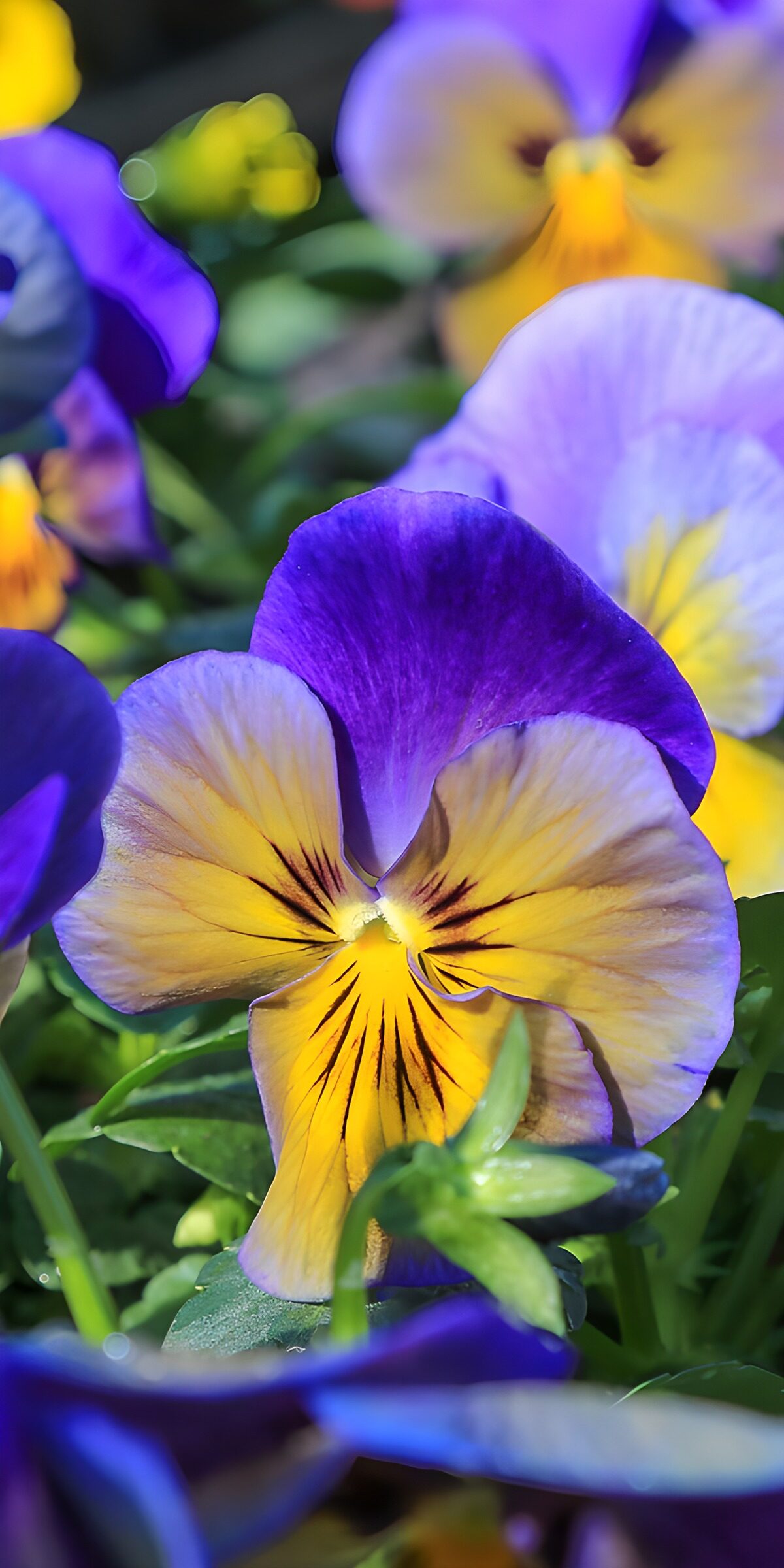 OCCOM2450451: Vibrant Pansy Blossoms in Bloom