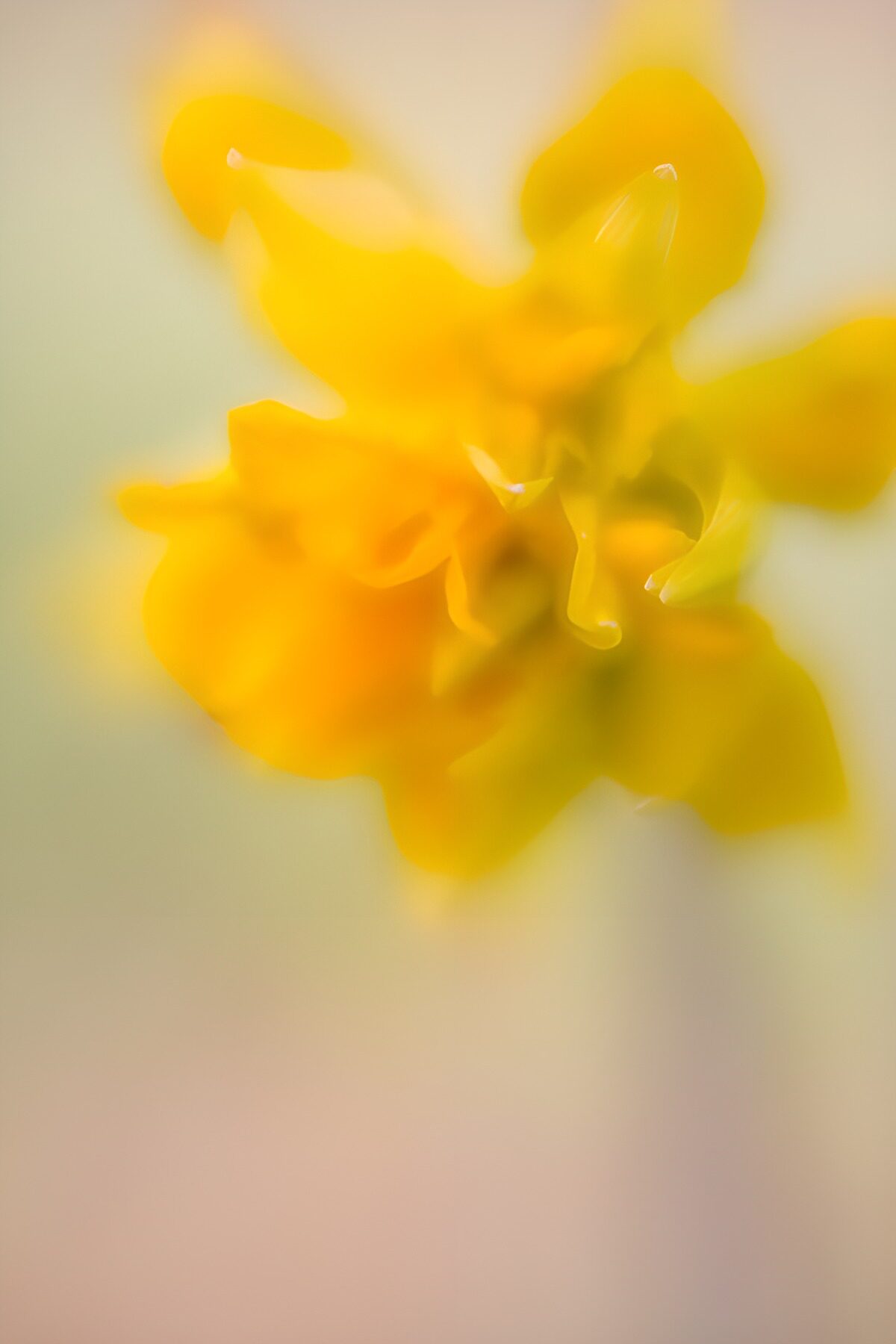 OCCOM8540724: Soft Focus Yellow Flower