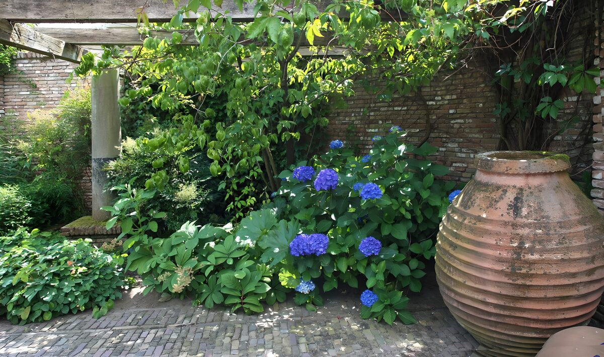 OCCOM5268937: Tranquil Garden Corner with Blue Hydrangeas