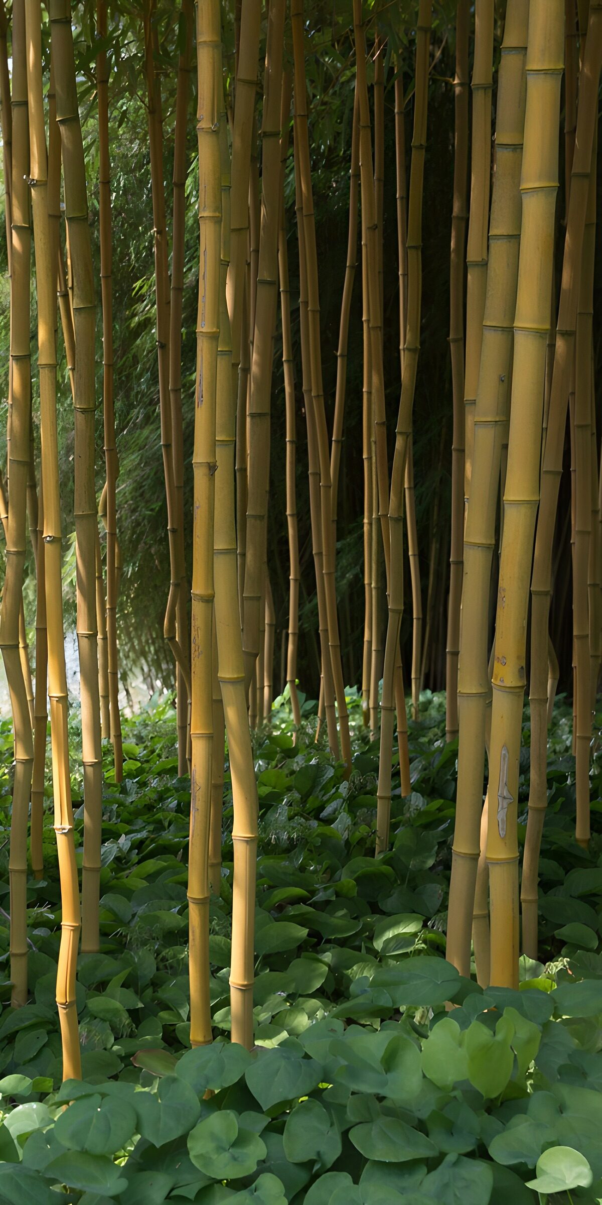OCCOM7819718: Serene Bamboo Grove