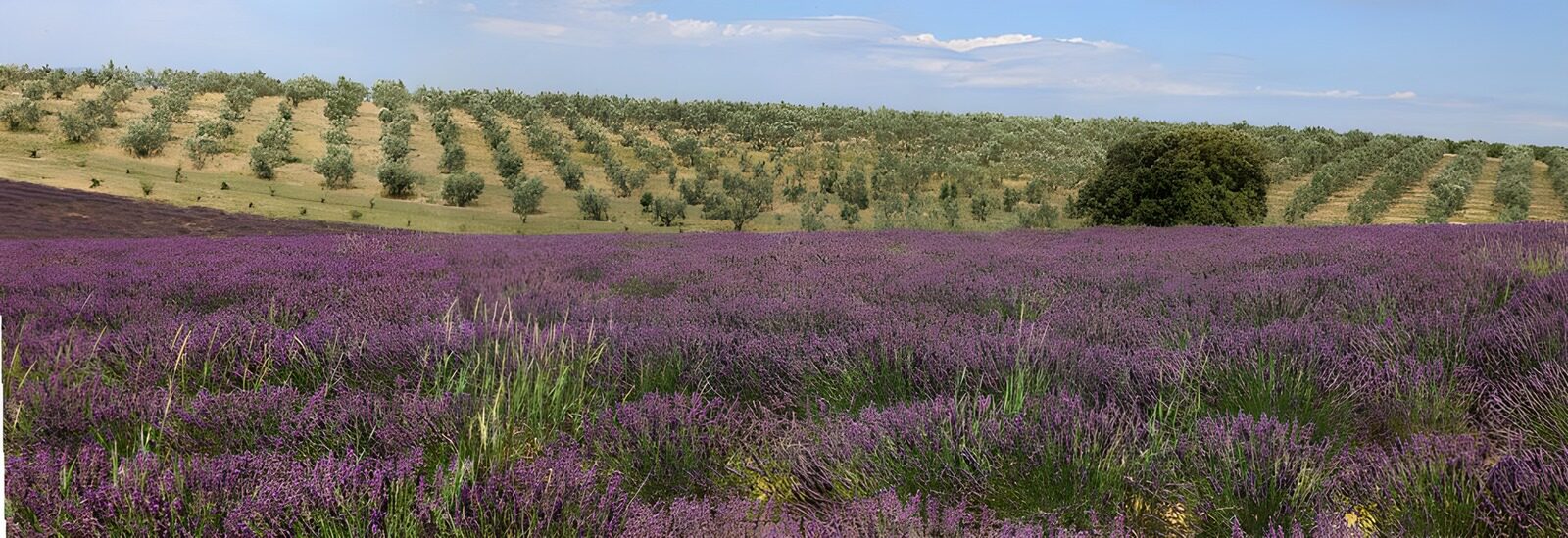 OCCOM3103028: Lavender Fields and Olive Groves