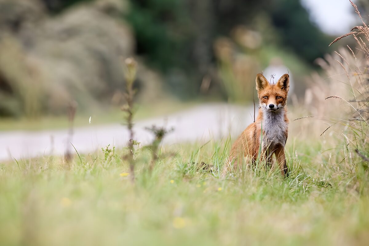 OCCOM6900005: Curious Fox in the Grass