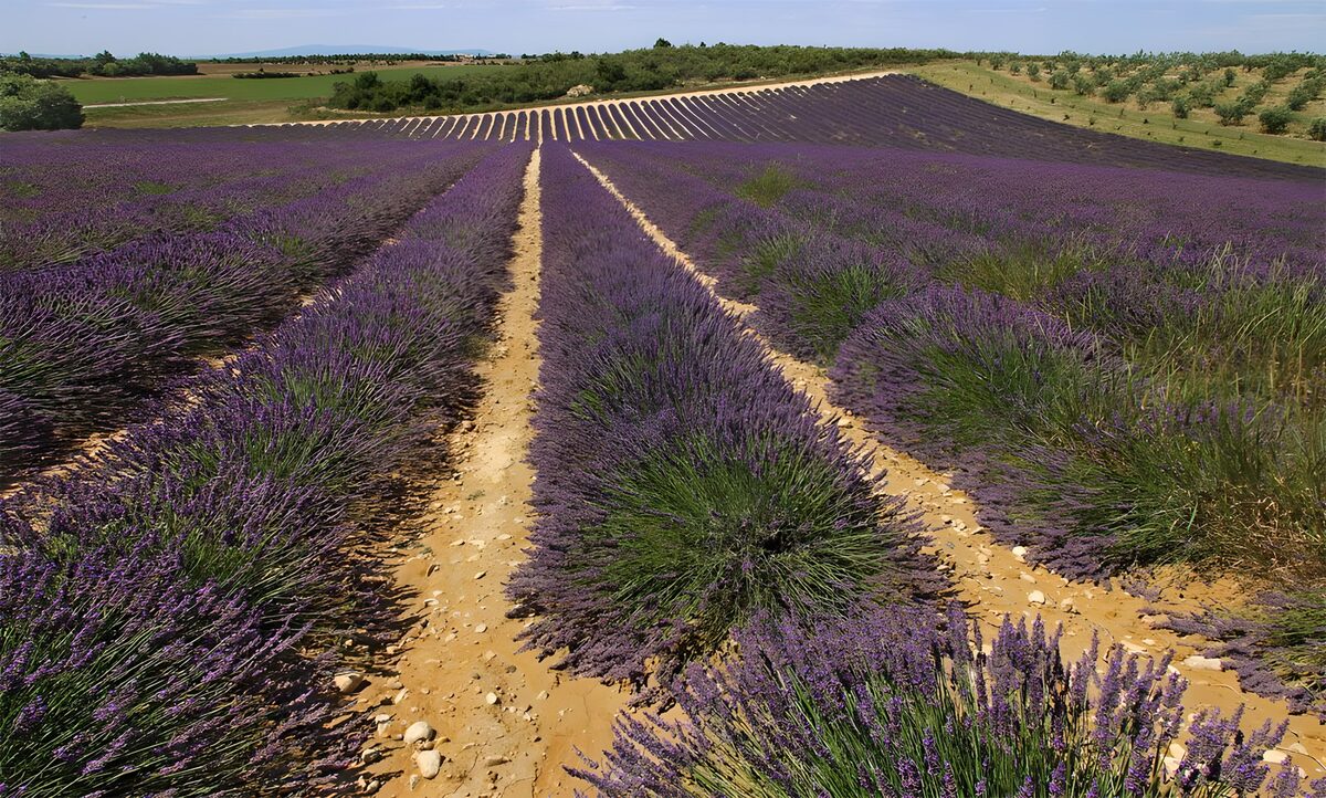 Beautiful Lavender Fields in Bloom