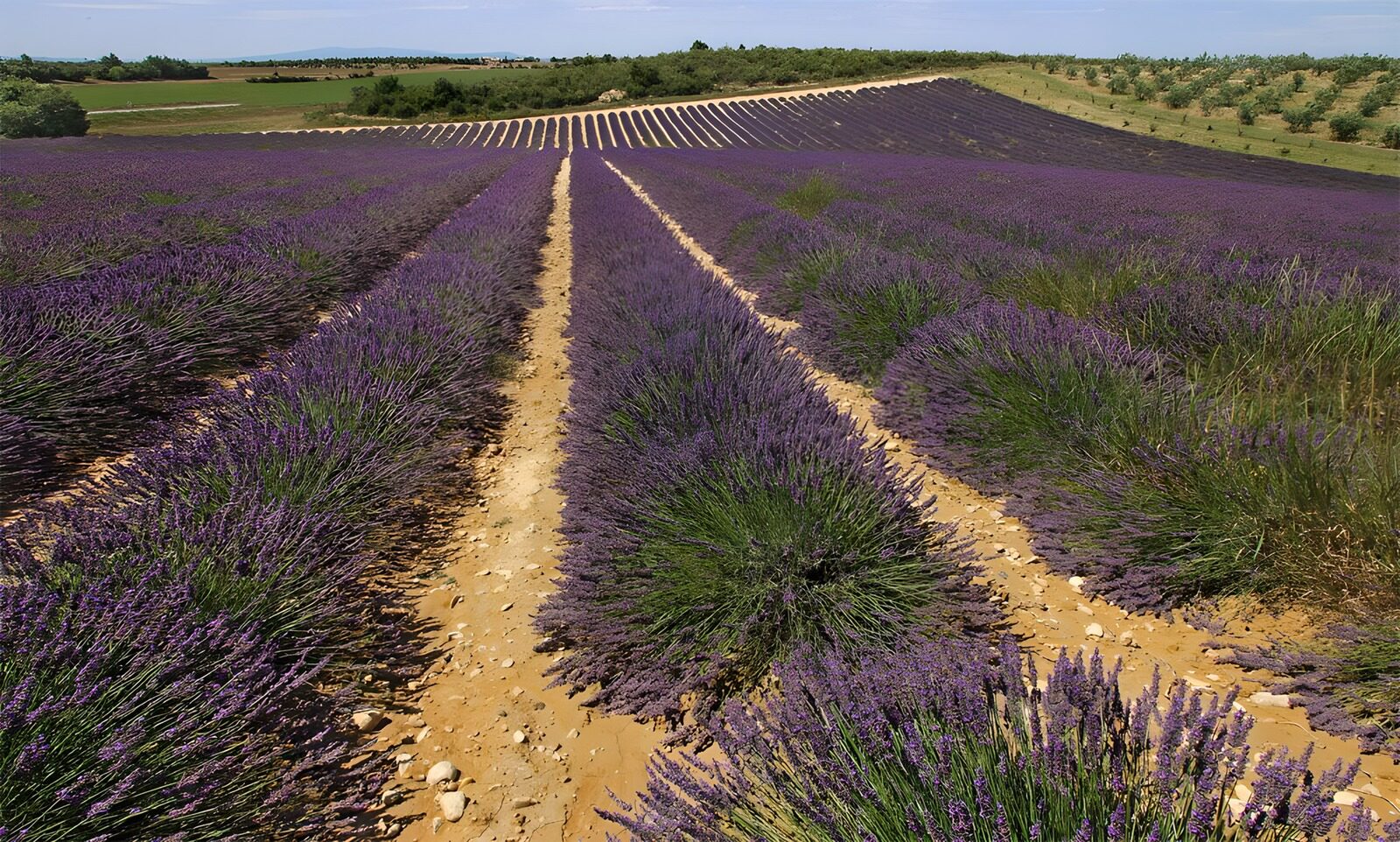 OCCOM9219648: Beautiful Lavender Fields in Bloom