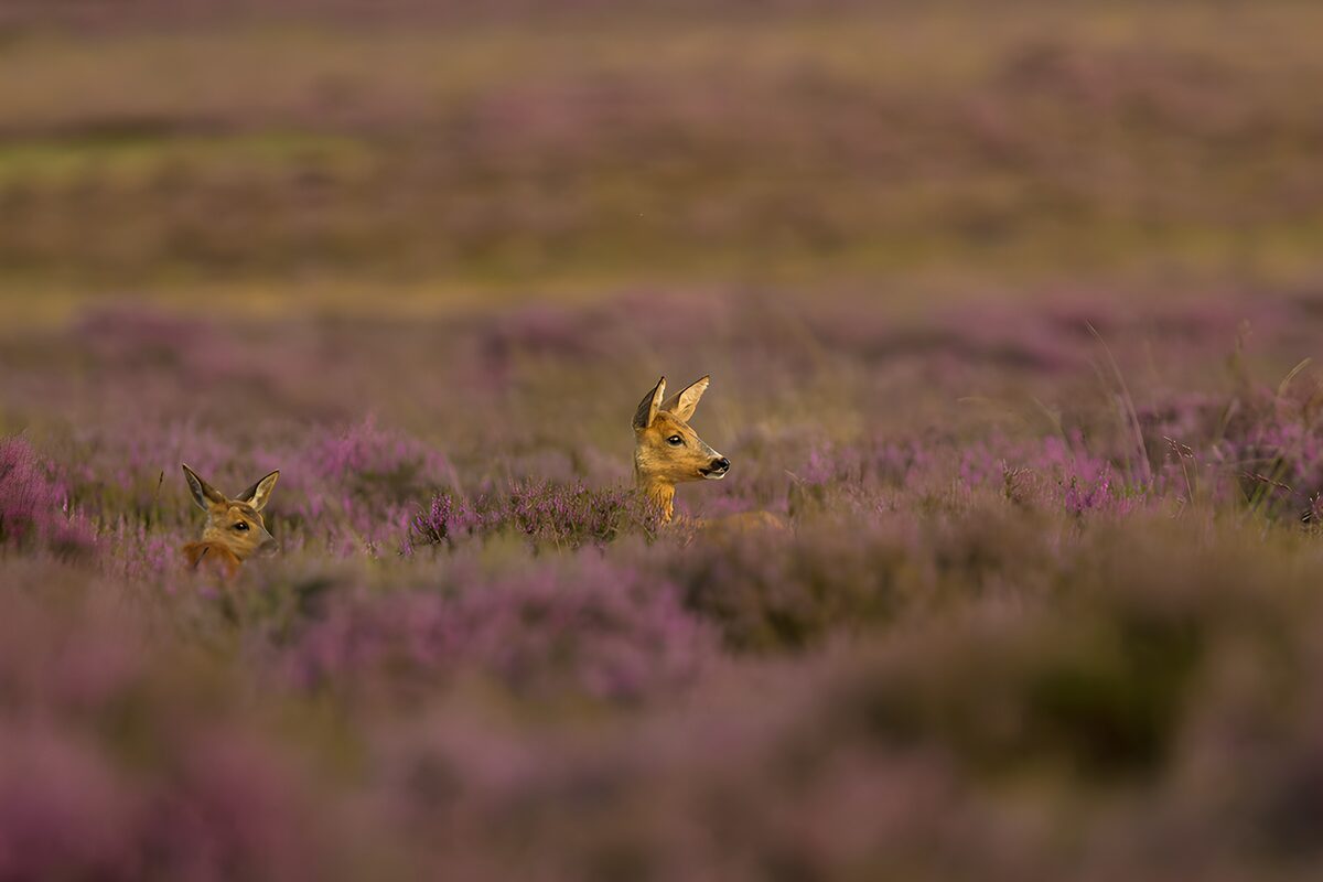 Roe Deer in a Purple Meadow