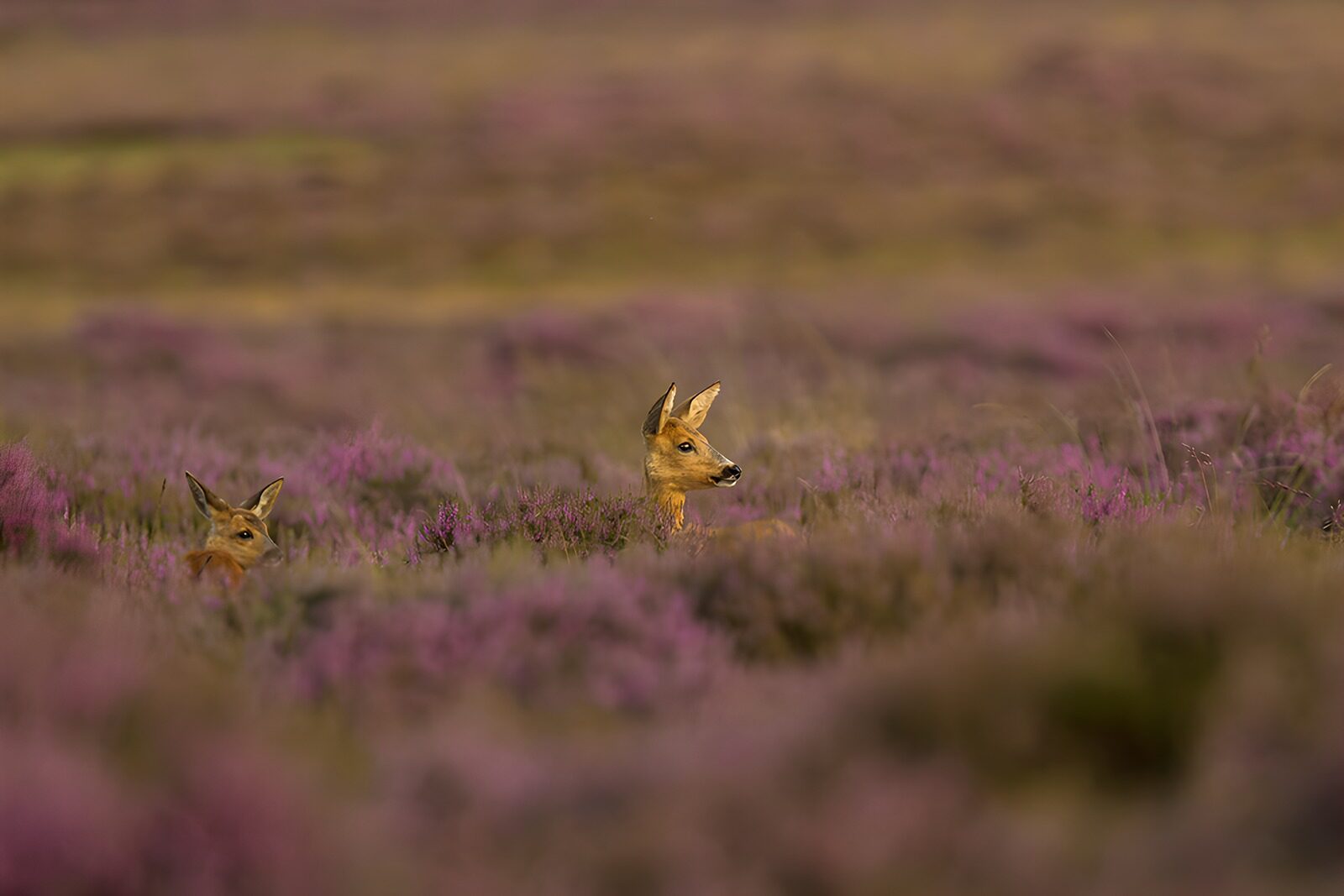 OCCOM1451137: Roe Deer in a Purple Meadow