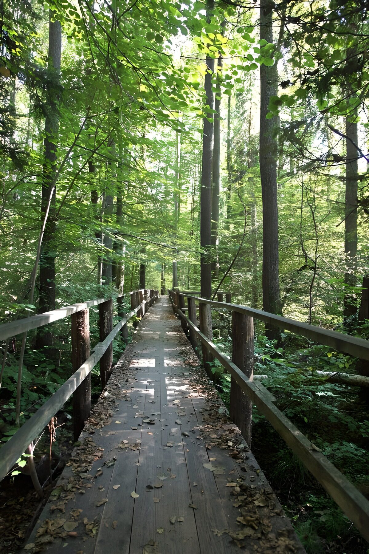 Tranquil Forest Pathway