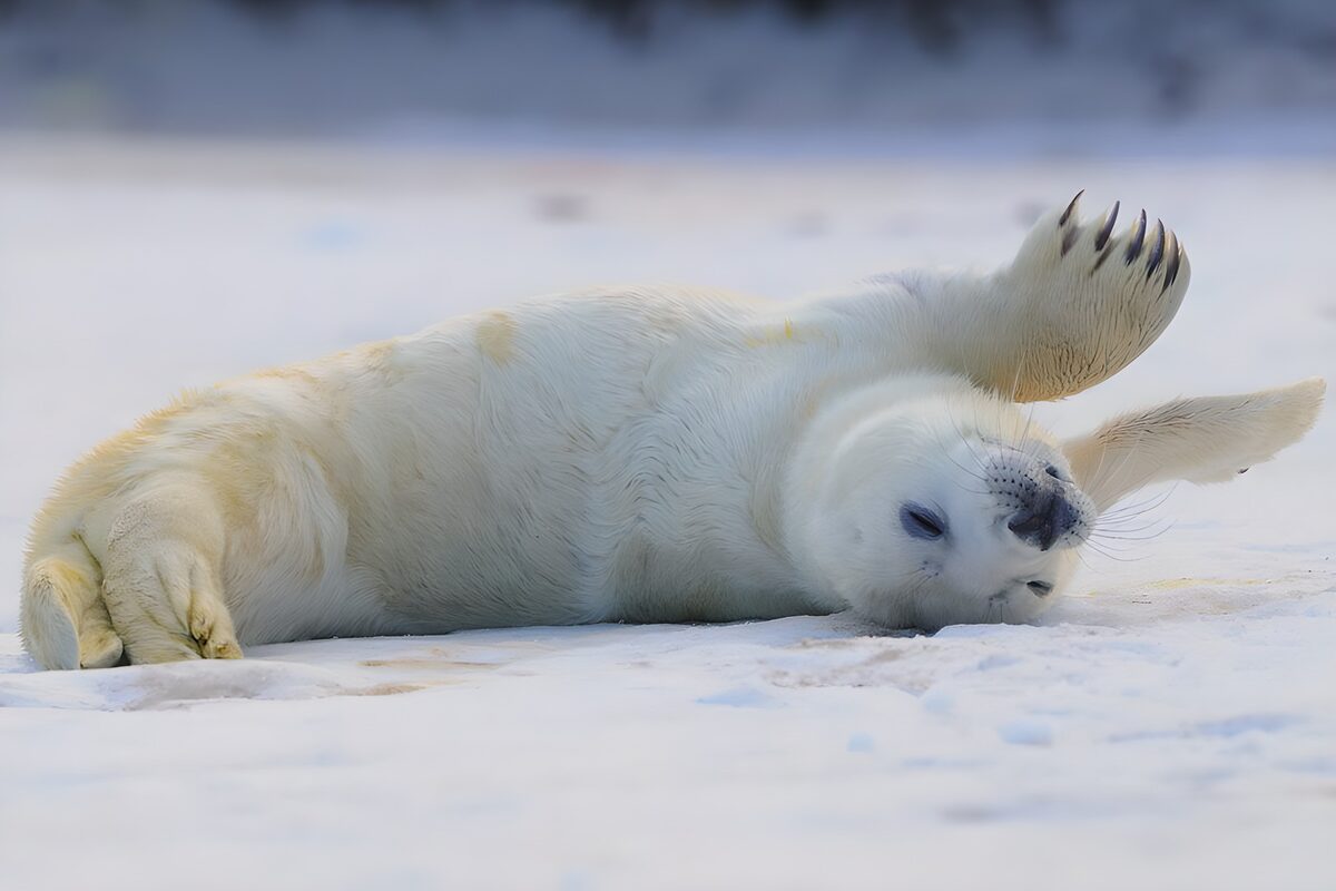 Playful Seal on Icy Surface