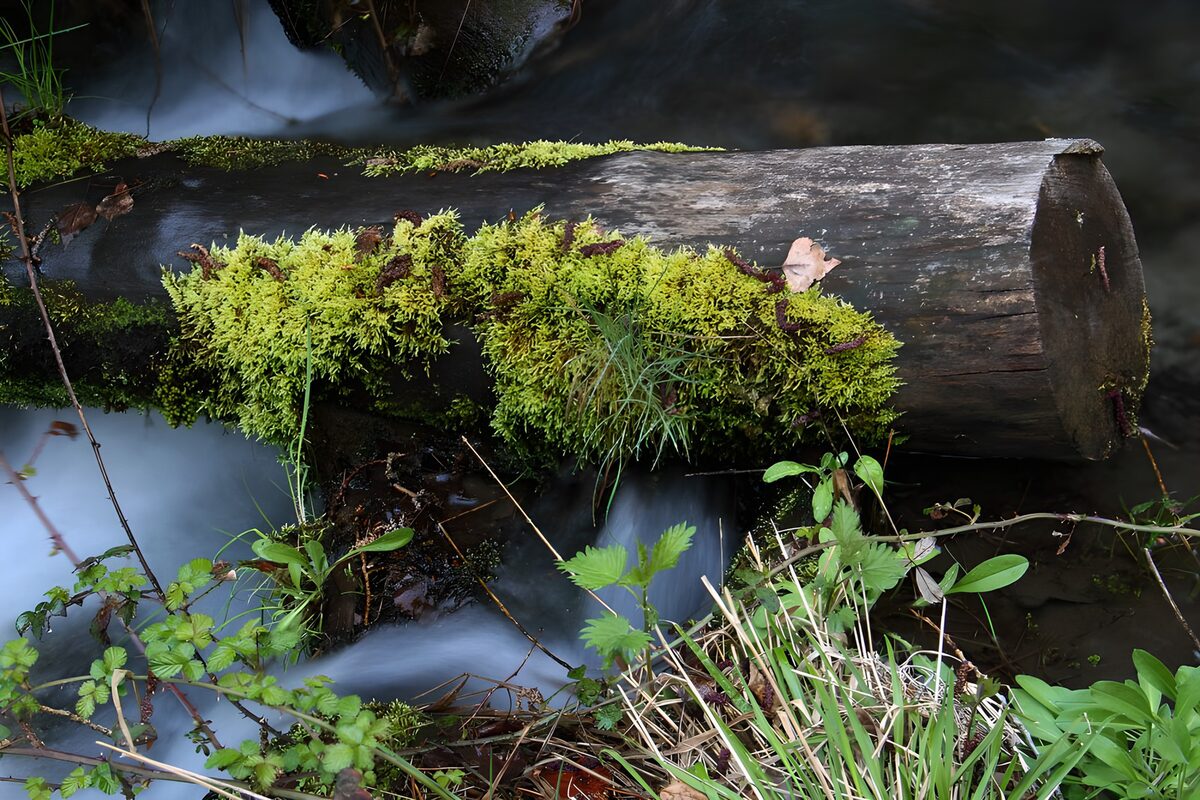 Tranquil Stream with Mossy Log
