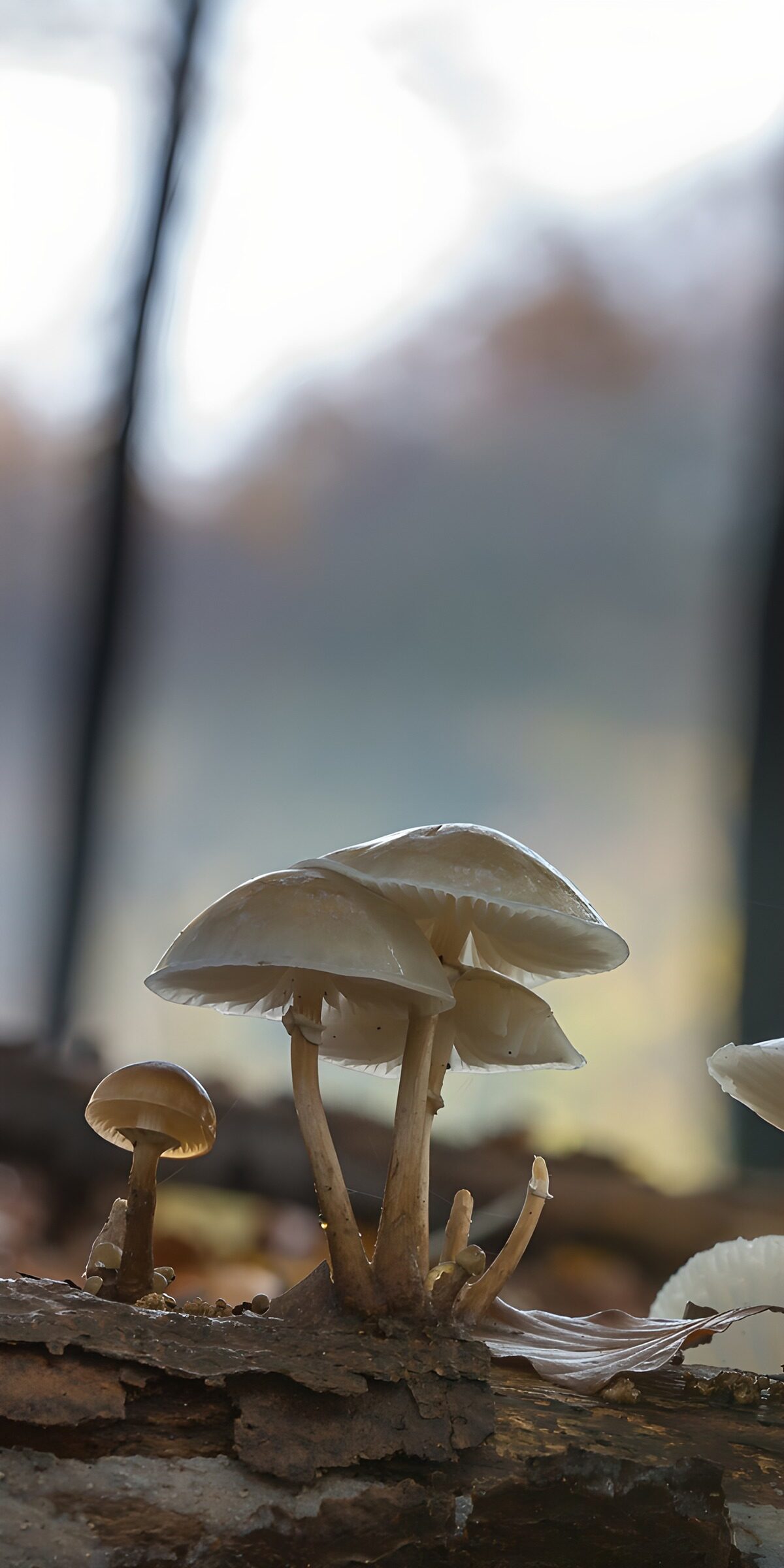 OCCOM7211435: Enchanted Forest Fungi