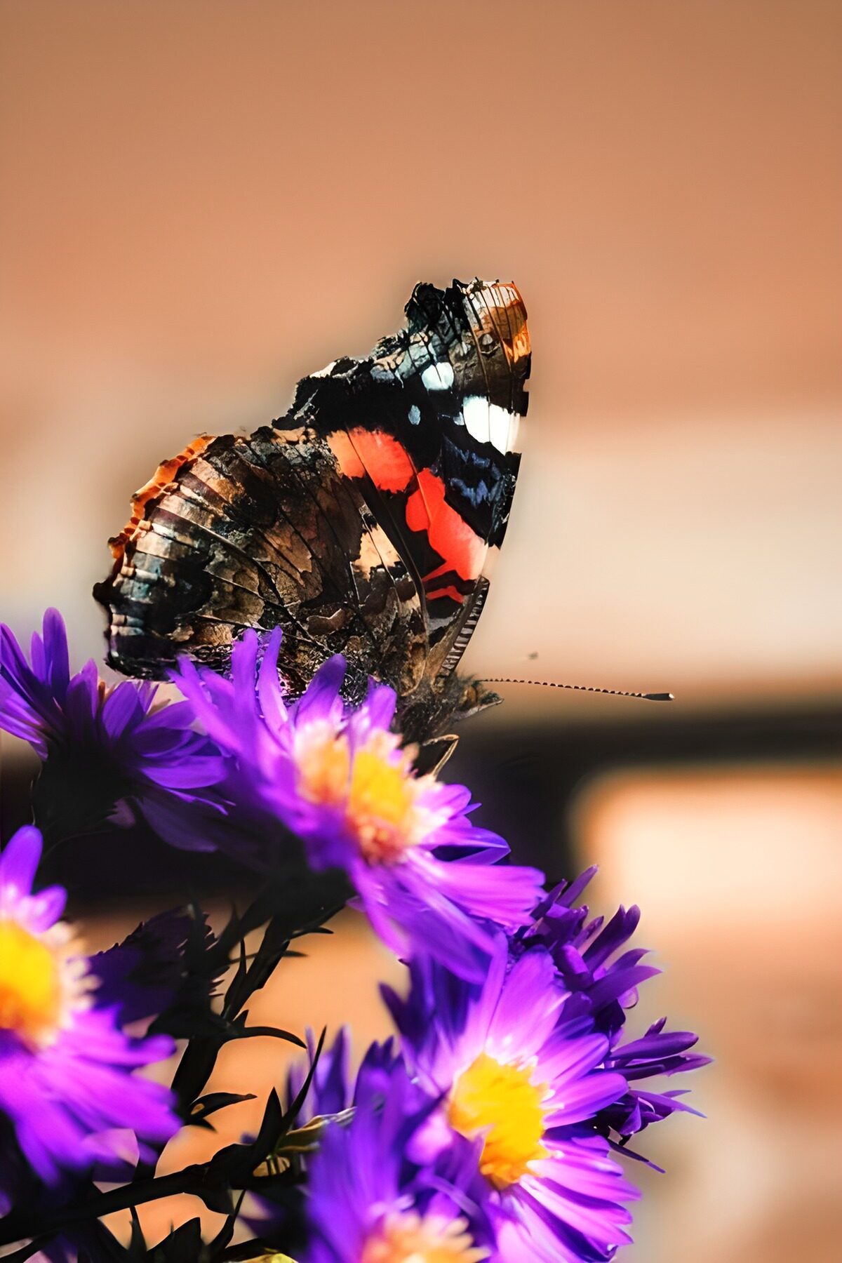 OCCOM2884391: Vibrant Butterfly on Purple Blossoms