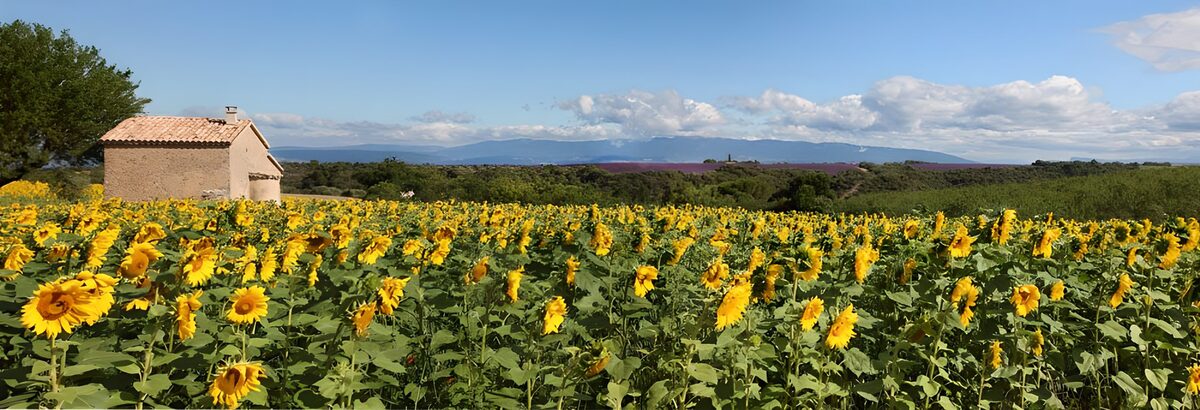 Vibrant Sunflower Fields in Bloom