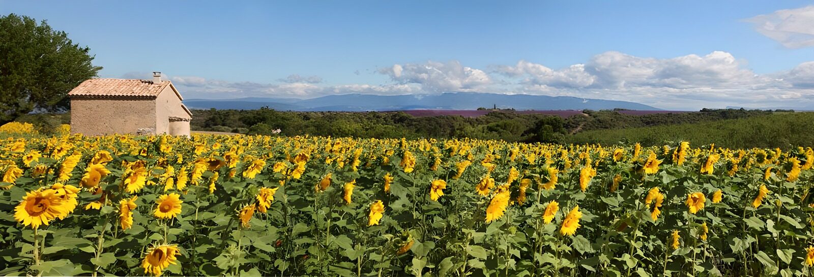 OCCOM7941717: Vibrant Sunflower Fields in Bloom