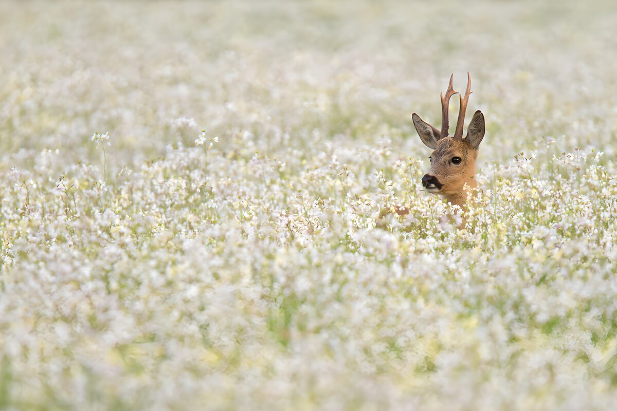 Roe Deer Among Wildflowers