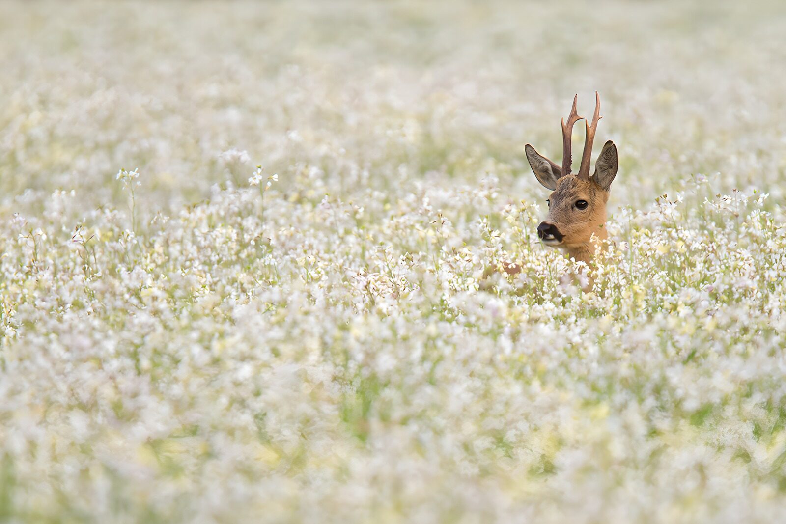 OCCOM6921437: Roe Deer Among Wildflowers