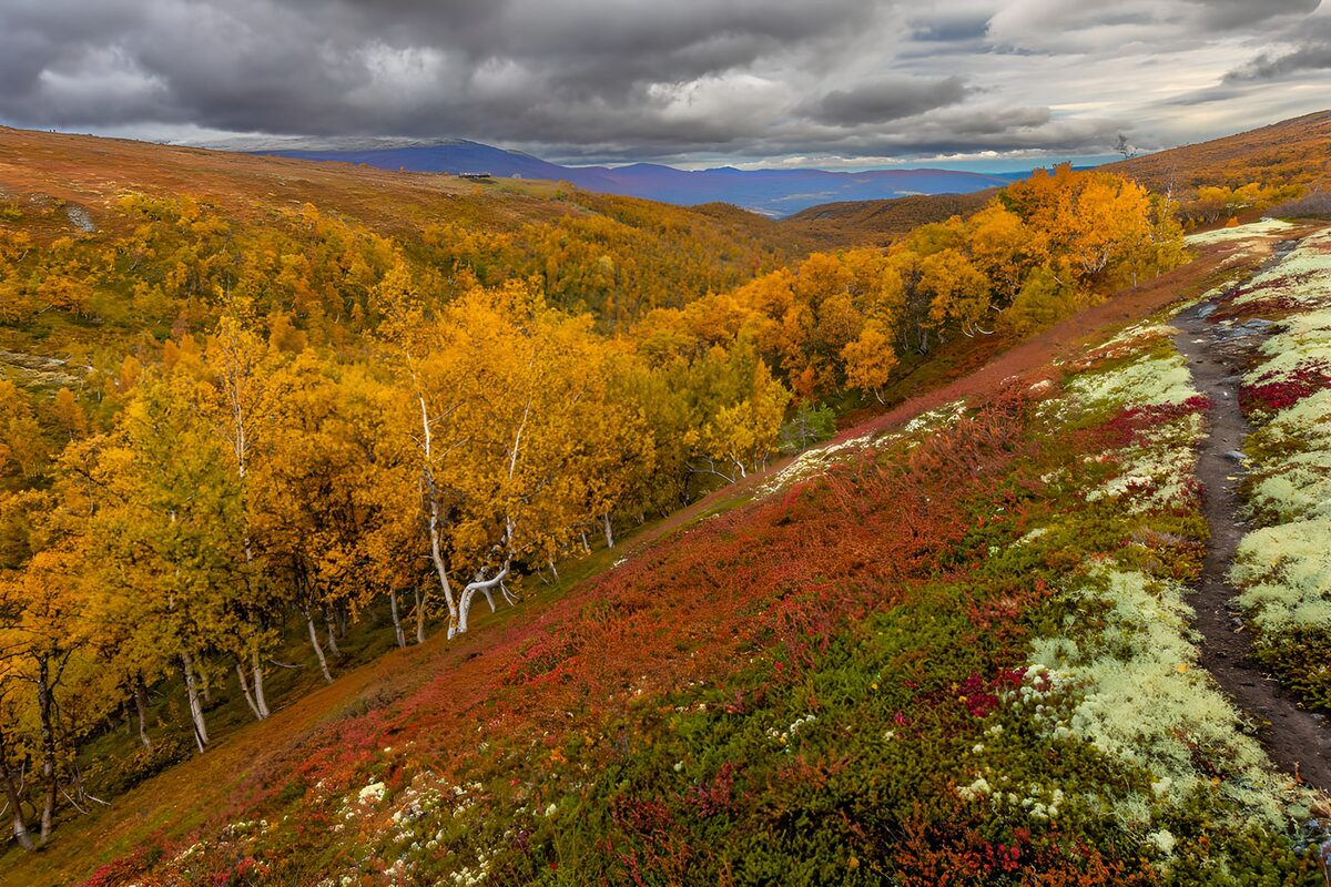 Vibrant Autumn Landscape in the Mountains