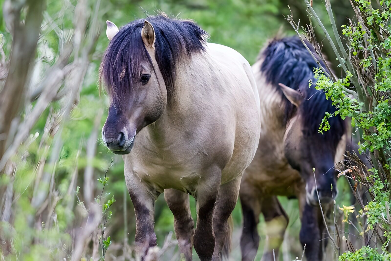 OCCOM4204025: Wild Ponies in Nature's Embrace
